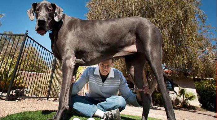 World’s tallest dog Zeus dies due to cancer